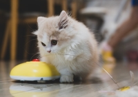 Zo maak je het binnenleven van je kat veel leuker