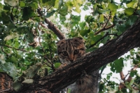 Mag je nog een Scottish Fold of Sphynx kopen in Nederland?
