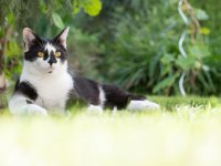 Zo ver loopt jouw kat als hij buiten is
