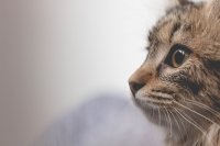 Je kat krijgt binnenkort verplicht een chip