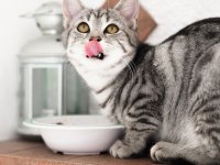 Waarom steeds meer kattenbezitters overstappen op rauw voer