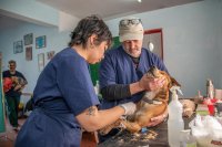 Dierenartstarieven moeten voortaan vooraf duidelijk zijn