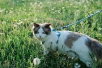Kattentuigjes zijn overal, maar wil je kat dat wel