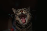 Twee op de drie katten hebben ongemerkt gebitsproblemen