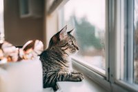 Deze signalen betekenen dat je kat ouder wordt