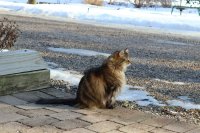 Vanaf deze temperatuur mag je kat niet meer naar buiten