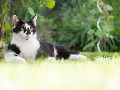 Zo ver loopt jouw kat als hij buiten is