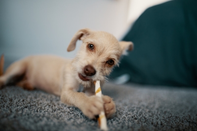 Zo leer je je hond tandenpoetsen in twee weken