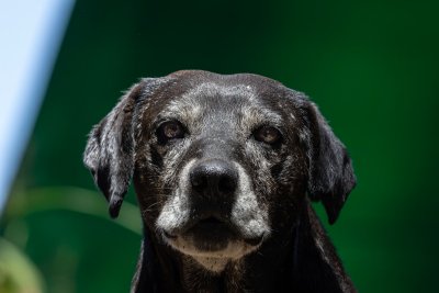 Dementie bij honden is vaker dan je denkt