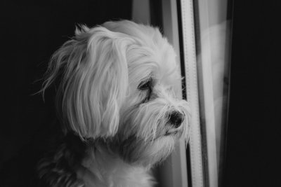 Zo leer je je hond rustig alleen thuis te zijn