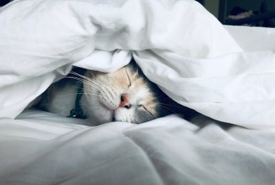 Katten zijn nooit zo populair geweest als nu