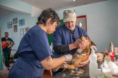 Dierenartstarieven moeten voortaan vooraf duidelijk zijn