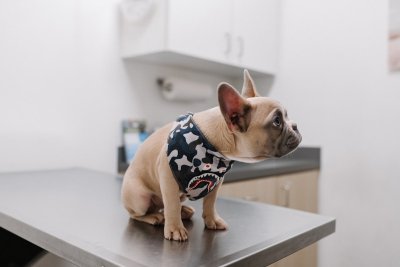 Bijna de helft van de honden heeft overgewicht