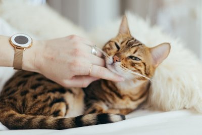 Dit is waarom 8 augustus dé dag van de kat is