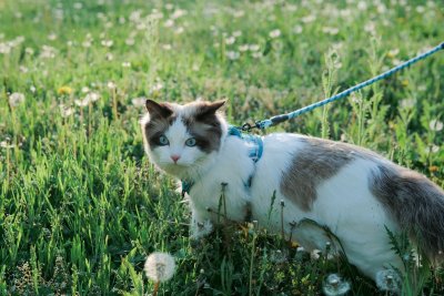 Kattentuigjes zijn overal, maar wil je kat dat wel
