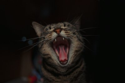 Twee op de drie katten hebben ongemerkt gebitsproblemen