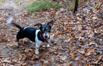 Waarom slakken dit najaar gevaarlijk zijn voor je hond