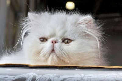 Zo herken je ademhalingsproblemen bij je Perzische kat