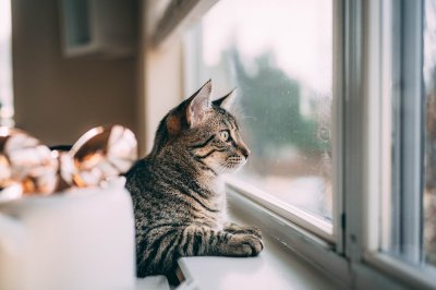 Deze signalen betekenen dat je kat ouder wordt