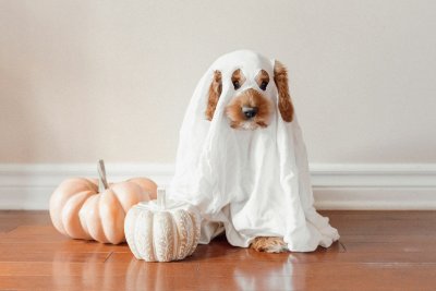 Dit Halloween-snoep is levensgevaarlijk voor je hond
