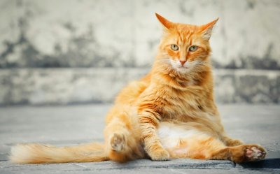 Je kat vertelt alles via zijn staart en oren