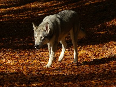 Deze paddenstoelen zijn dodelijk voor je hond
