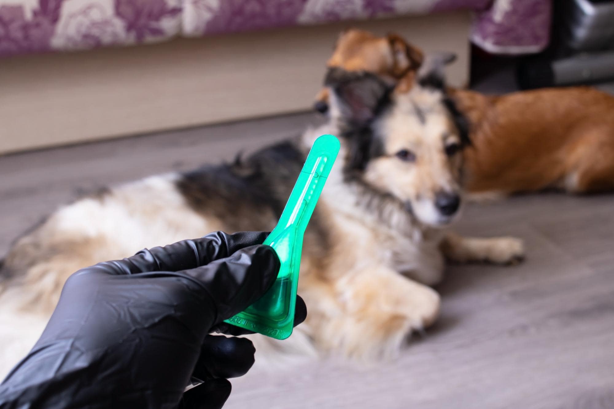 Hoe om te gaan met vlooien en teken op je huisdier?