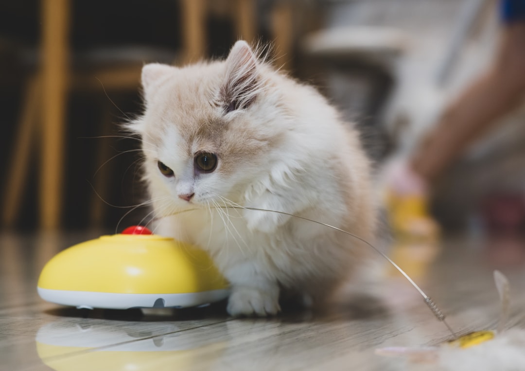 Zo maak je het binnenleven van je kat veel leuker