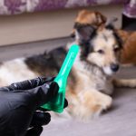 Tips om je eigen hondenopvang vanuit huis te starten: maak van je hobby werk